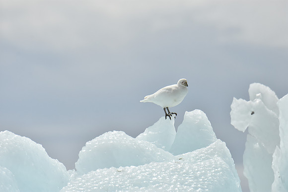 Snowy Sheathbill, Antarctica