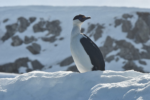 Antarctic Cormorant, Antarctica
