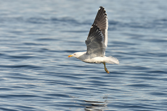 Kelp Gull, Antarctica