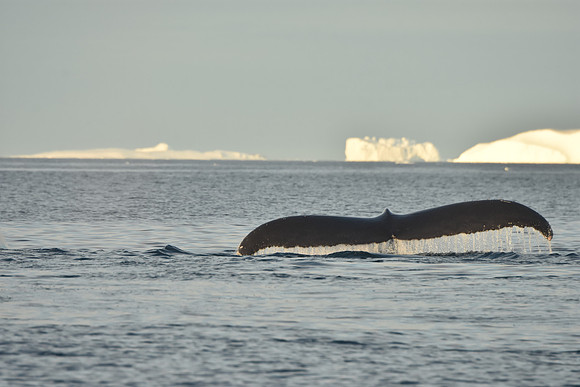 Humpback Whale Sequence 1