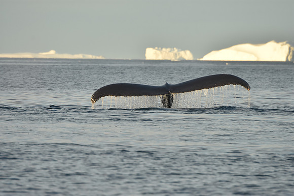 Humpback Whale Sequence 2