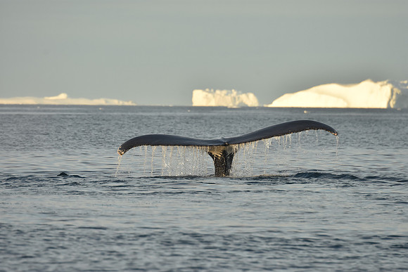 Humpback Whale Sequence 3