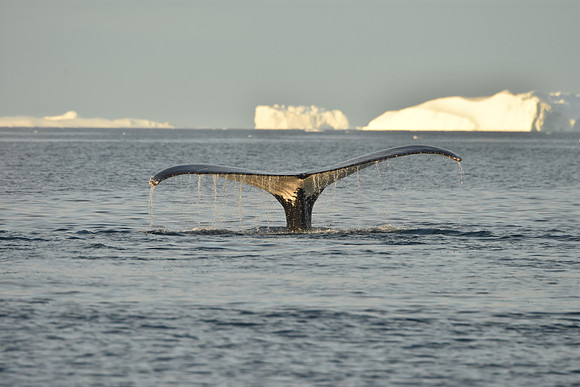 Humpback Whale Sequence 4