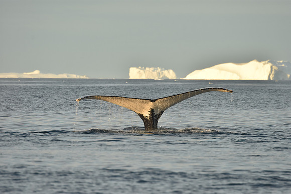 Humpback Whale Sequence 5