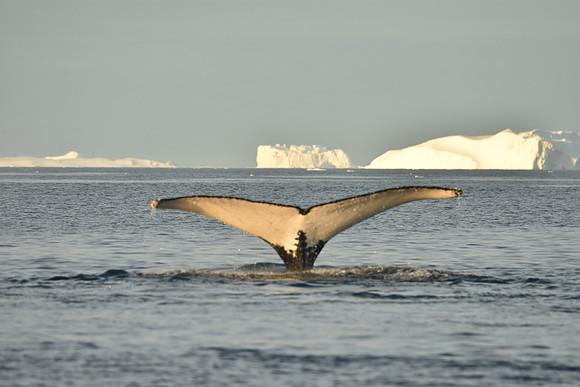 Humpback Whale Sequence 6