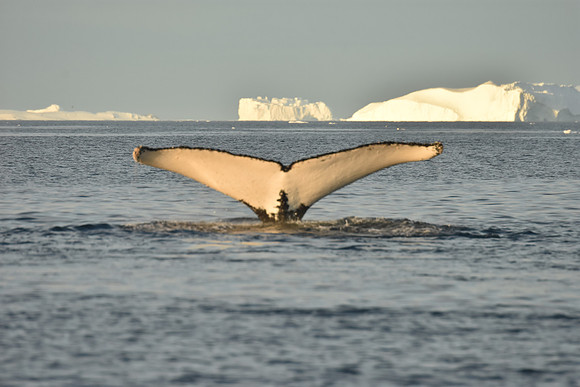 Humpback Whale Sequence 7