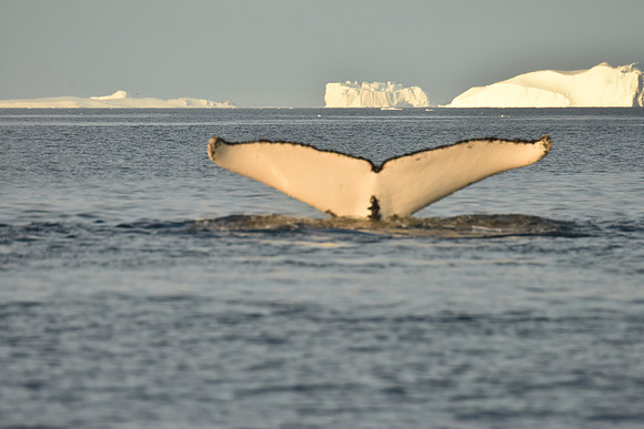 Humpback Whale Sequence 8