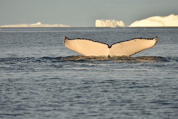 Humpback Whale Sequence 9