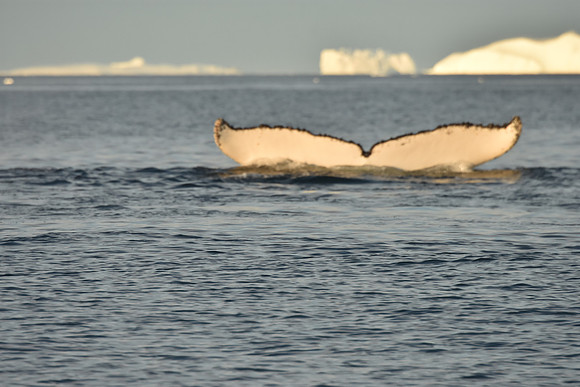 Humpback Whale Sequence 10