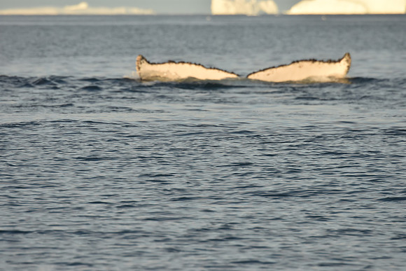 Humpback Whale Sequence 11