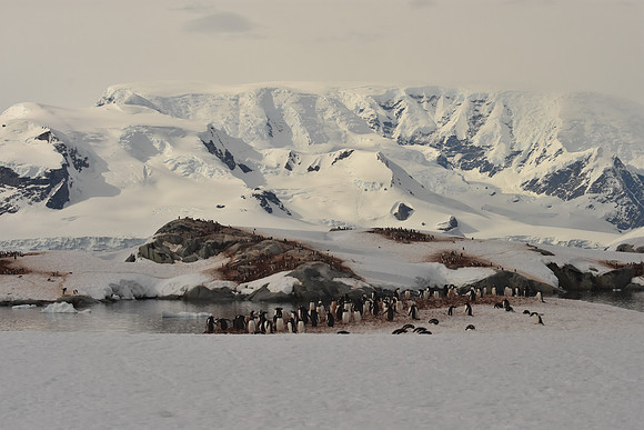 Gentoo Penguin colony, Antarctic Peninsula
