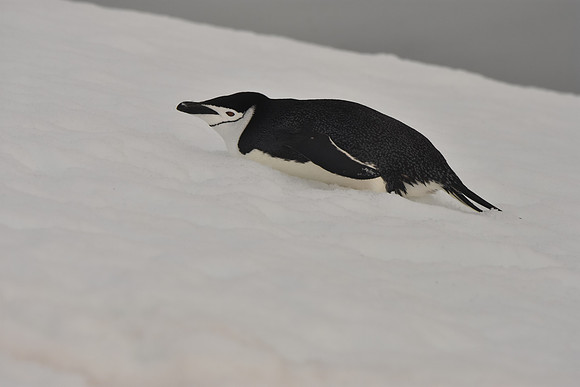 Chinstrap Penguin2, Antarctic Peninsula