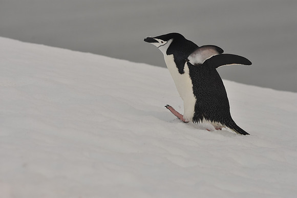 Chinstrap Penguin1, Antarctic Peninsula
