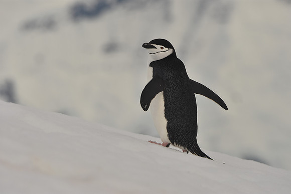 Chinstrap Penguin3, Antarctic Peninsula