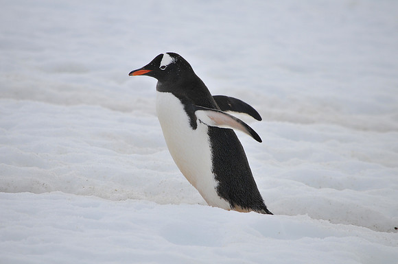 Gentoo Penguin2, Antarctic Peninsula
