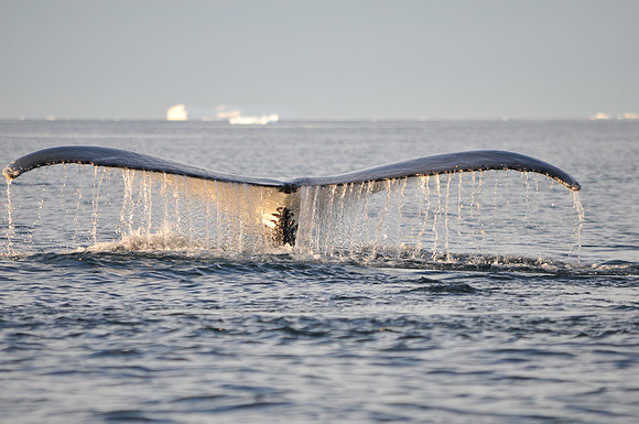 Humpback Whale, Antarctica