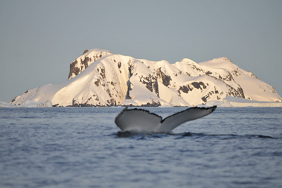 Antarctic Landscape with humpback whale diving