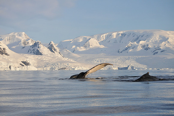 Antarctic Landscape with whales in the foreground