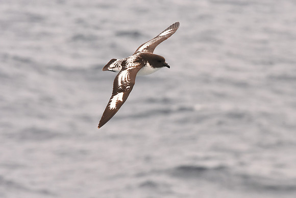 Cape Petrel, Antarctica