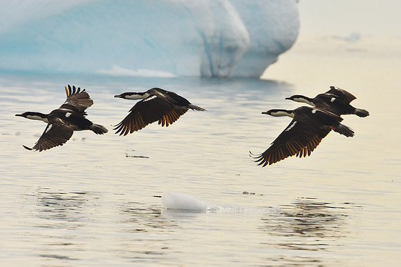 Antarctic Cormorants