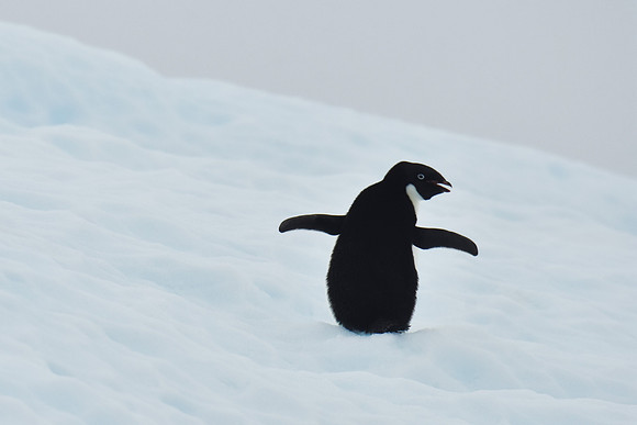 Adelie Penguin, Antarctic Peninsula