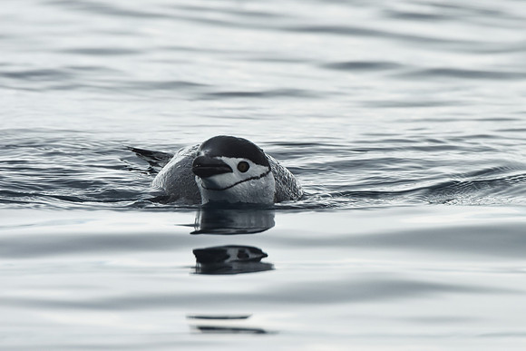 Chinstrap Penguin4, Antarctic Peninsula