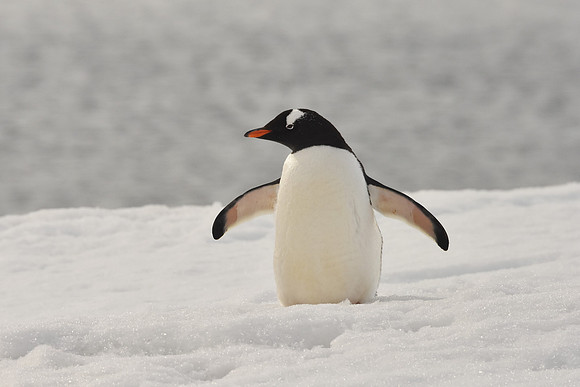 Gentoo Penguin1, Antarctic Peninsula