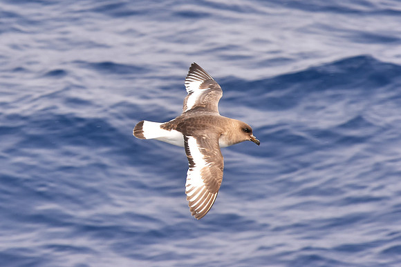 Antarctic Petrel
