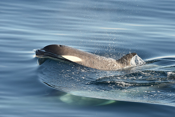 Orca, Antarctica