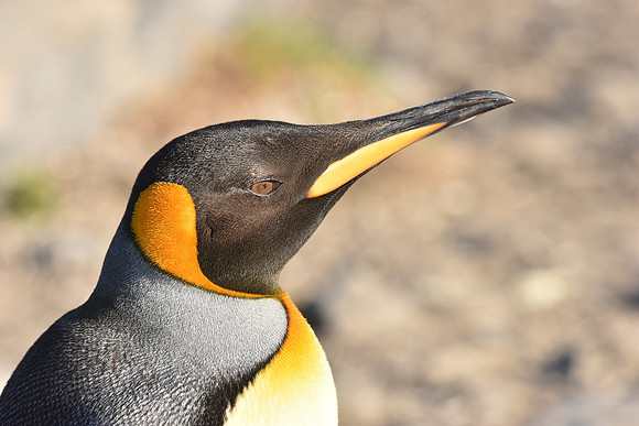 King Penguin, Falkland Islands