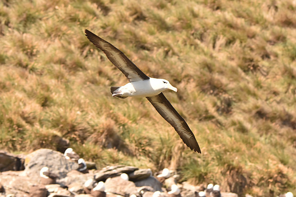Black-browed Albatross3, Falkland Islands