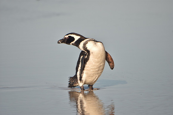 Megallanic Penguin1, Falkland Islands