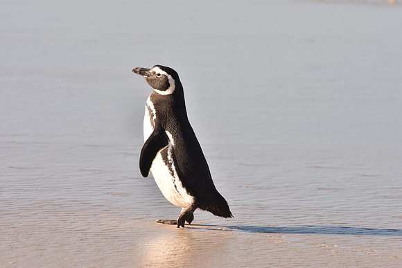 Megallanic Penguin2, Falkland Islands