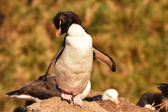 Rockhopper Penguin, Falkland Islands