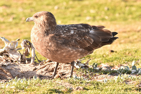 South Polar Skua, South Georgia