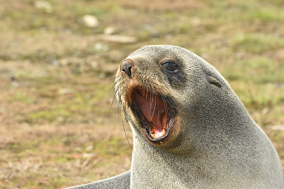 Fur Seal2, South Georgia