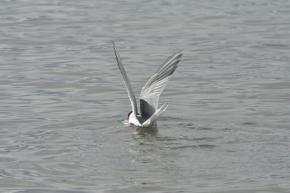 Antarctic Tern, fishing, South Georgia