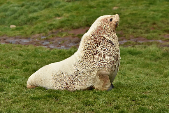 Fur Seal1, South Georgia