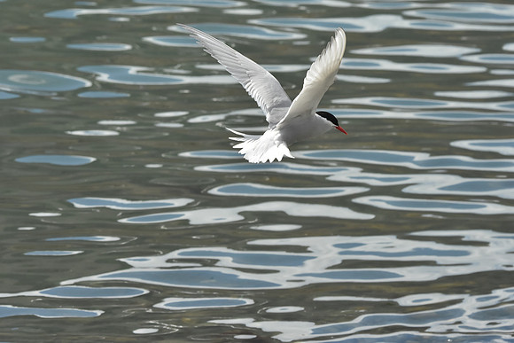 Antarctic Tern1, South Georgia