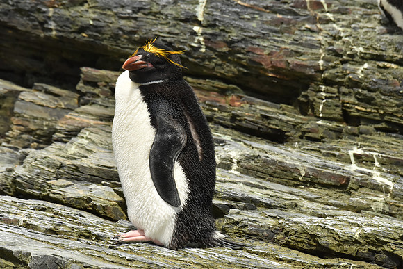 Macaroni Penguin, South Georgia