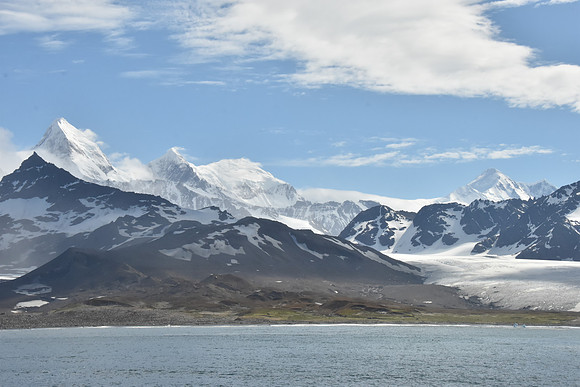 Scene1, South Georgia with King Penguin colony in the foreground