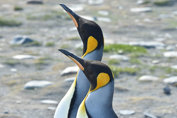 King Penguins, South Georgia