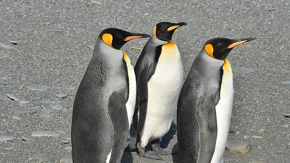 King Penguin group, South Georgia