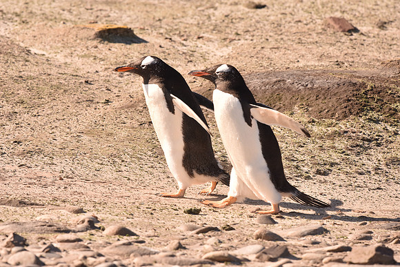 Gentoo Penguins, South Georgia