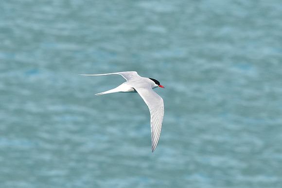 Antarctic Tern2, South Georgia