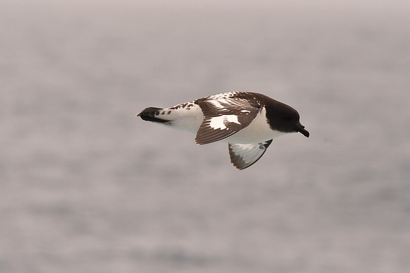 Cape Petrel, South Georgia