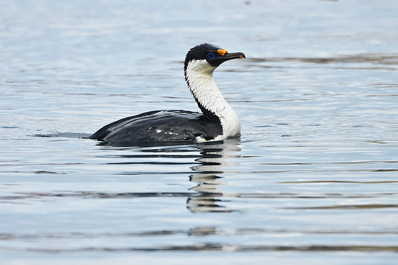 Cormorant1, South Georgia