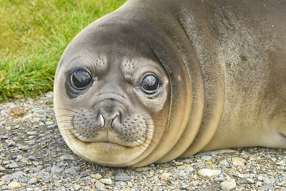 Elephant Seal Female, South Georgia