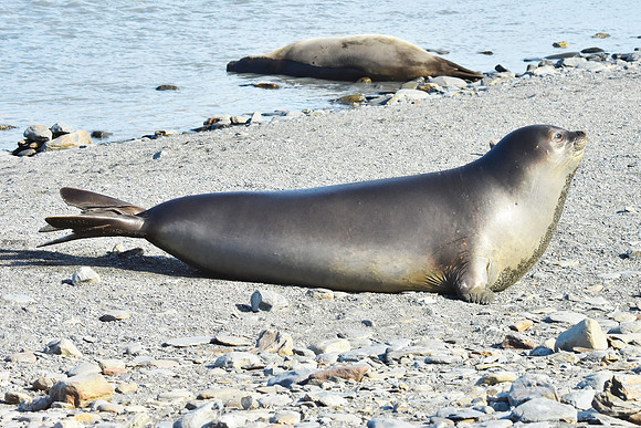 Elephant Seal Female2, South Georgia