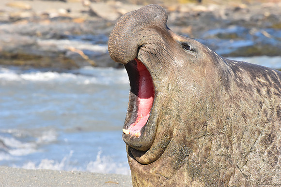 Elephant Seal Male, South Georgia